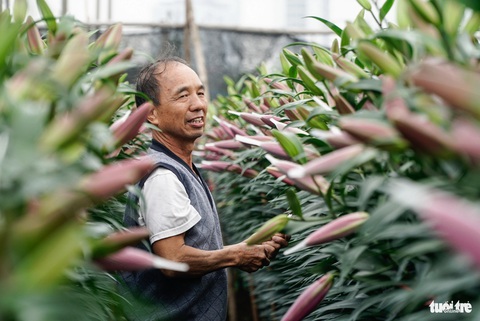 Hoa ly được giá, người dân Tây Tựu cười tươi như hoa- Ảnh 5. Hoa ly trúng Tết, được giá, người dân trồng hoa ai cũng vui mừng - Ảnh: NGUYỄN HIỀN