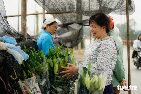 Hoa ly được giá, người dân Tây Tựu cười tươi như hoa- Ảnh 4. Nhiều khách lẻ đến tận vườn chọn mua hoa - Ảnh: NGUYỄN HIỀN