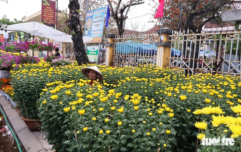 Đường phố Hội An ngập sắc hoa xuân, 27 tháng chạp vẫn vắng người mua, người bán hoa sốt ruột- Ảnh 3. Bà Lời ngóng người mua hoa cúc - Ảnh: LÊ TRUNG