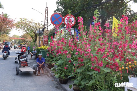 Đường phố Hội An ngập sắc hoa xuân, 27 tháng chạp vẫn vắng người mua, người bán hoa sốt ruột- Ảnh 6. Ngập tràn sắc hoa trên phố Hoàng Diệu - Ảnh: LÊ TRUNG