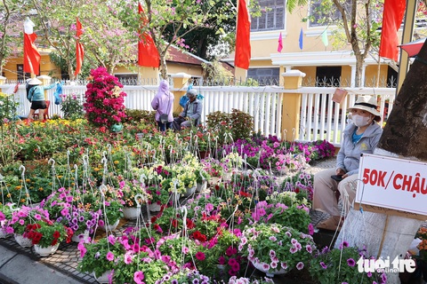 Đường phố Hội An ngập sắc hoa xuân, 27 tháng chạp vẫn vắng người mua, người bán hoa sốt ruột- Ảnh 8. Vắng người mua hoa xuân - Ảnh: LÊ TRUNG