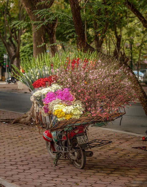 Hoa Xuân Hà Nội - Ảnh Marcus Lacey Hoa Xuân Hà Nội - Ảnh Marcus Lacey