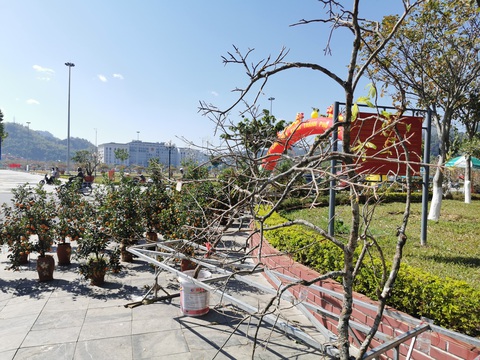 Vẫn còn tình trạng chặt mai rừng về bán cho 'đại gia' chưng Tết- Ảnh 5. Thú chơi hoa độc lạ khiến mai rừng ngày càng hiếm - Ảnh: VŨ TUẤN