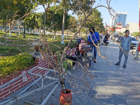 Vẫn còn tình trạng chặt mai rừng về bán cho 'đại gia' chưng Tết- Ảnh 2. Mai rừng được bày bán ở quảng trường Tây Bắc, TP Sơn La - Ảnh: VŨ TUẤN