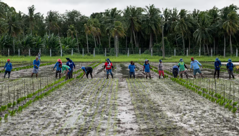 Giá gạo tăng cao nhất trong gần 15 năm, Philippines nhập 1 triệu tấn gạo từ Việt Nam mỗi năm- Ảnh 1. Nông dân trồng lúa giống tại tỉnh tỉnh Laguna, Philippines năm 2023 - Ảnh: REUTERS