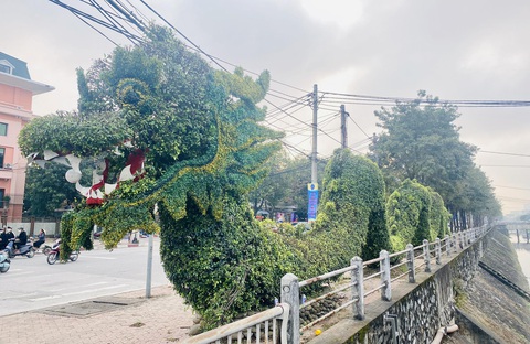 Cây cảnh hình rồng được 'phẫu thuật', dân mạng khen lột xác- Ảnh 5. Chú rồng đã được chỉnh sửa - Ảnh: DOÃN HÒA