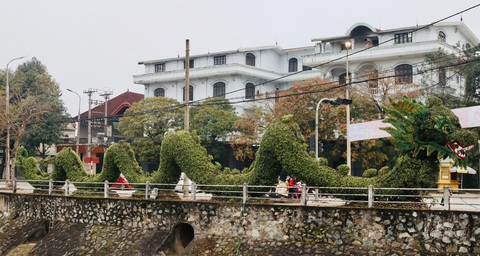 Cây cảnh hình rồng được 'phẫu thuật', dân mạng khen lột xác- Ảnh 10. Chú rồng với hình hài mới - Ảnh: DOÃN HÒA