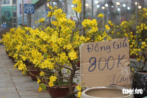 Nhiều tiểu thương giảm giá mai vàng để kích cầu nhưng sức mua vẫn không cao - Ảnh: DƯƠNG LIỄU Nhiều tiểu thương giảm giá mai vàng để kích cầu nhưng sức mua vẫn không cao - Ảnh: DƯƠNG LIỄU