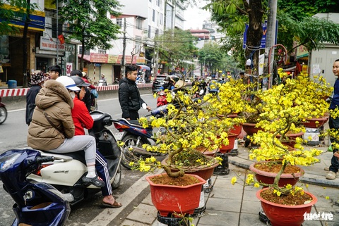 Tại điểm bán của ông Hiếu hiện còn hơn 80 gốc mai - Ảnh: NGUYỄN HIỀN Điểm bán của ông Hiếu hiện còn hơn 80 gốc mai - Ảnh: NGUYỄN HIỀN