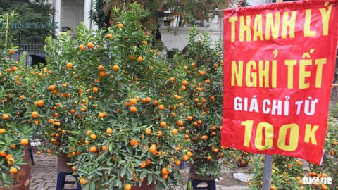 Quất Tết cũng trong cảnh thanh lý sớm - Ảnh: DƯƠNG LIỄU Quất Tết cũng trong cảnh thanh lý sớm - Ảnh: DƯƠNG LIỄU