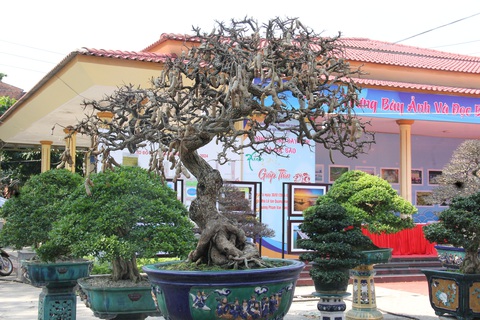 Ngắm những cây bonsai độc lạ, siêu đẹp- Ảnh 3. Một cây me trĩu quả dịp Tết - Ảnh: TRẦN MAI