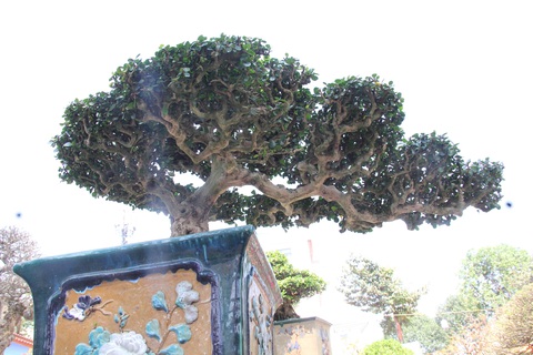 Ngắm những cây bonsai độc lạ, siêu đẹp- Ảnh 1. Một cây bonsai "nhỏ nhưng có võ", tuyệt đẹp - Ảnh: TRẦN MAI