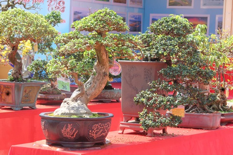 Ngắm những cây bonsai độc lạ, siêu đẹp- Ảnh 2. Những cây bonsai nhỏ nhưng đầy nghệ thuật - Ảnh: TRẦN MAI