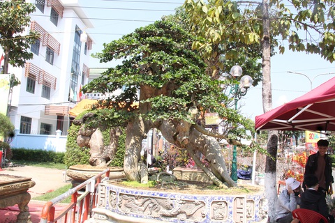 Ngắm những cây bonsai độc lạ, siêu đẹp- Ảnh 5. Một cây Hoàng Anh Mộc có dáng thế độc đáo - Ảnh: TRẦN MAI