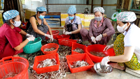 Làm tôm lụi ở vựa tôm lớn nhất nước để thết đãi bạn bè ngày Tết- Ảnh 1. Tôm lụi thường được làm từ tôm sú hoặc tôm thẻ tươi sống, có kích cỡ lớn để đảm bảo có độ ngọt, dai - Ảnh: THANH HUYỀN