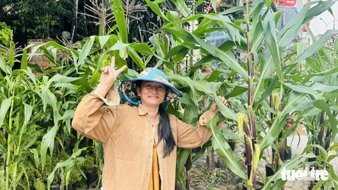 150.000 đồng một chậu lúa, 100.000 đồng hai cây bắp chưng Tết- Ảnh 1. Chị Yến mang bắp tới bán cho người dân đón Tết ở TP.HCM - Ảnh: BÔNG MAI