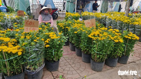 Thời tiết miền Tây mát dịu, chợ hoa đông khách nhưng sức mua vẫn yếu- Ảnh 2. Có những loại hoa thường có giá trên 100.000 đồng/cặp vào những năm trước nhưng năm nay giá chỉ còn khoảng một nửa