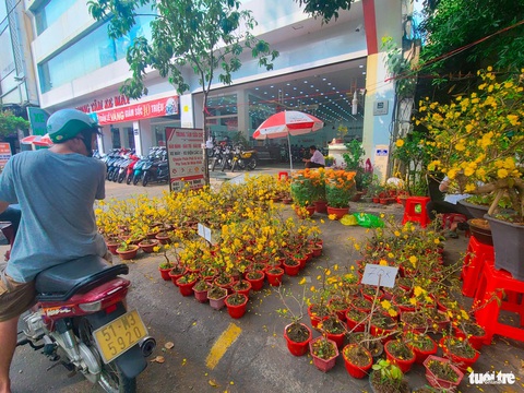 Hoa kiểng 'đua' giảm giá 29 Tết- Ảnh 6. Mai đào mini giảm sâu chỉ từ 70.000 đồng/bình