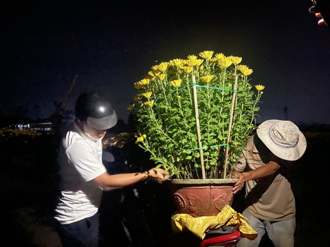 Ấm lòng cuộc giải cứu hoa Tết cho người nông dân bị bom hàng- Ảnh 1. Rạng sáng 29 Tết, nhiều người biết chuyện đã đến ruộng hoa của anh em ông Thịnh mua hoa - Ảnh: N.M.