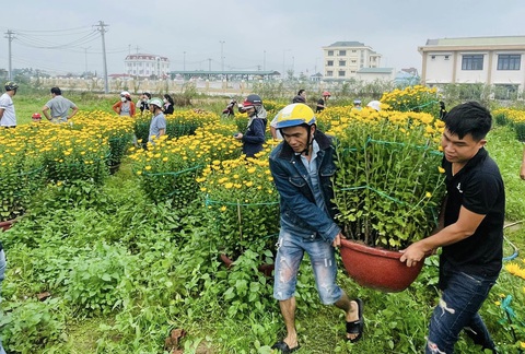 Ấm lòng cuộc giải cứu hoa Tết cho người nông dân bị bom hàng- Ảnh 4. Cộng đồng chung tay giải cứu hoa cho ba người nông dân khi Tết đã cận kề - Ảnh: N.M.
