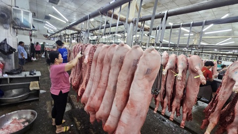 29 Tết: thịt heo về chợ dồn dập, giá ba rọi và sườn non tăng mạnh- Ảnh 1. Lượng heo mảnh nhập về chợ đầu mối Hóc Môn tăng đột biến trong ngày 28 và 29 Tết - Ảnh: N.TRÍ