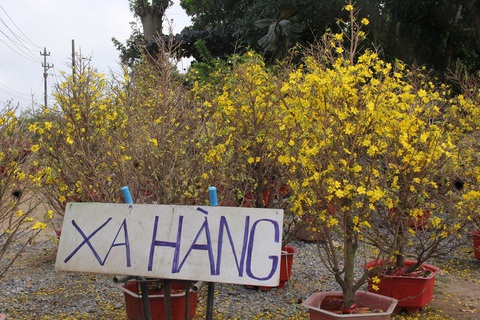 Người bán hoa Tết ở Quảng Ngãi: Mua giúp đi, xả lỗ rồi đừng trả nữa- Ảnh 8. Dù xả hàng với giá chưa đến 1 triệu đồng/chậu mai, nhưng cũng không mấy có sức hút - Ảnh: TRẦN MAI