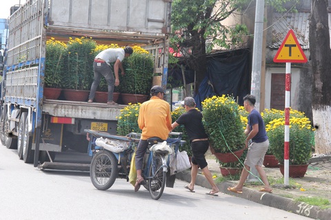 Người bán hoa Tết ở Quảng Ngãi: Mua giúp đi, xả lỗ rồi đừng trả nữa- Ảnh 4. Một chủ bán hoa cúc cuối đường Phạm Văn Đồng đã thuê xe chở hoa cúc đi đến nơi khác bán, mong gỡ vốn nhập hoa - Ảnh: TRẦN MAI