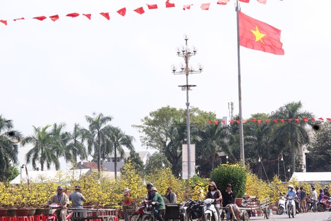 Người bán hoa Tết ở Quảng Ngãi: Mua giúp đi, xả lỗ rồi đừng trả nữa- Ảnh 7. Hoa mai từ thủ phủ mai Bình Định ra Quảng Ngãi bán Tết đang thất thu khi vắng khách - Ảnh: TRẦN MAI
