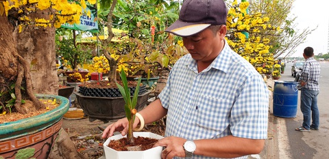 Độc lạ cây dừa mới nảy mầm được sáu tháng đã ra hoa và chuẩn bị cho trái- Ảnh 2. Ông Nguyễn Quang Định thấy cây dừa lạ nên trưng bày để cho người dân cùng xem chứ không có ý định bán - Ảnh: THANH HUYỀN