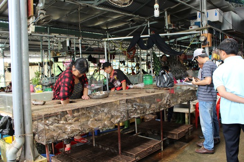 Nhiều loại động vật hoang dã được sử dụng làm thực phẩm tại Việt Nam - Ảnh minh họa: WWF Nhiều loại động vật hoang dã được sử dụng làm thực phẩm tại Việt Nam - Ảnh minh họa: WCS Việt Nam