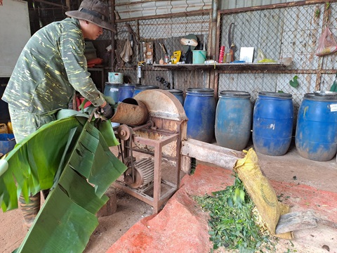Xay chuối làm thức ăn cho động vật hoang dã - Ảnh: NGUYỄN THÀNH NAM Xay chuối làm thức ăn cho động vật hoang dã - Ảnh: NGUYỄN THÀNH NAM