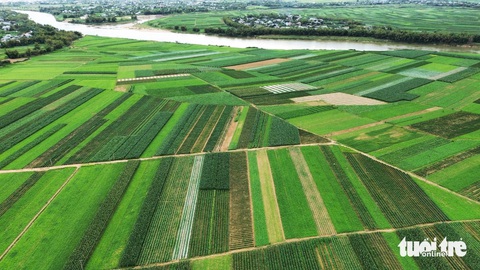 Bãi bồi, ruộng rau ven sông Vu Gia ngày cận Tết đẹp như tranh- Ảnh 1. Những ruộng hoa màu, rau quả ven sông Vu Gia nhuốm màu xanh ngắt - Ảnh: LÊ TRUNG