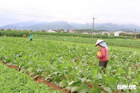 Bãi bồi, ruộng rau ven sông Vu Gia ngày cận Tết đẹp như tranh- Ảnh 2. Ngày 30 Tết nhưng nông dân vẫn ra ruộng chăm sóc cây trồng - Ảnh: LÊ TRUNG