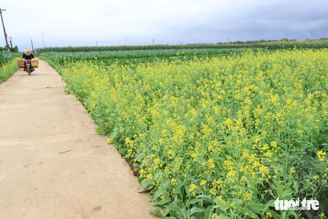Bãi bồi, ruộng rau ven sông Vu Gia ngày cận Tết đẹp như tranh- Ảnh 5. Hoa cải vàng - Ảnh: LÊ TRUNG