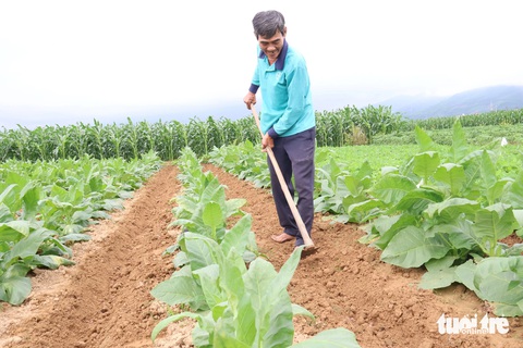 Bãi bồi, ruộng rau ven sông Vu Gia ngày cận Tết đẹp như tranh- Ảnh 6. Nông dân chăm sóc ruộng thuốc lá - Ảnh: LÊ TRUNG