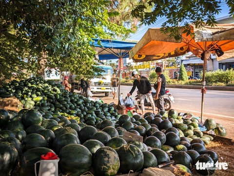 Dưa hấu Tây Nguyên chiều 30 Tết giá nào cũng bán- Ảnh 3. Giá dưa hấu được bán xả với mức từ 5.000 - 8.000 đồng/kg tùy loại - Ảnh: TẤN LỰC