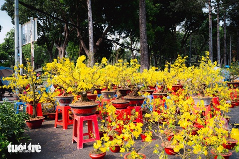 Nhiều chậu mai đã nở rực vàng nhưng nếu không kịp bán hết hôm nay cũng bị đem bỏ - Ảnh: THANH HIỆP Nhiều chậu mai đã nở rực nhưng nếu không kịp bán hết hôm nay cũng bị đem bỏ - Ảnh: THANH HIỆP