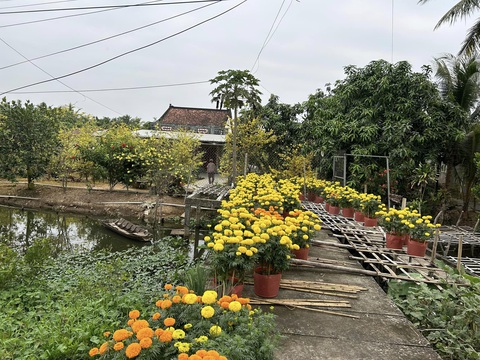Ảnh: MINH PHÚC Không khí Tết miền quê rực rỡ một ngày cuối năm - Ảnh: MINH PHÚC