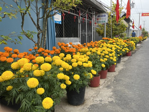 Hơn 3.000 chậu vạn thọ chưng bên lề đường ở Cần Thơ- Ảnh 1. Hàng ngàn chậu vạn thọ nối tiếp san sát nhau tạo nên sắc xuân tươi thắm tô điểm đường quê miền Tây - Ảnh: LAN NGỌC
