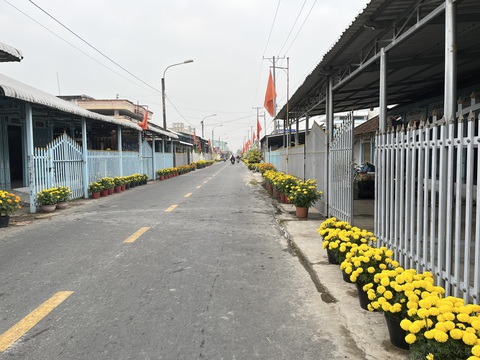 Hơn 3.000 chậu vạn thọ chưng bên lề đường ở Cần Thơ- Ảnh 4. Hoạt động chưng hoa vạn thọ thường niên này được hầu hết bà con hưởng ứng rất nhiệt tình - Ảnh: LAN NGỌC