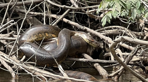 Trăn xanh Nam Mỹ (trăn anaconda) là loài trăn lớn nhất thế giới - Ảnh: THE UNIVERSITY OF QUEENSLAND