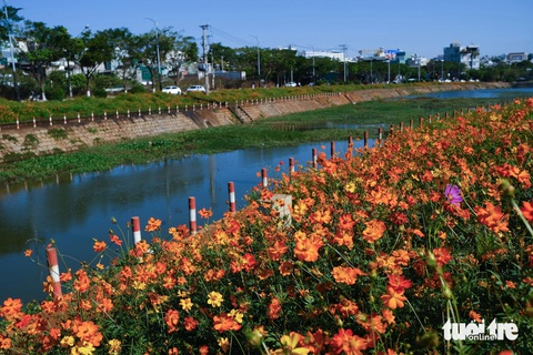 'Đầm lầy' giữa phố Pleiku biến hình thành suối hoa rực rỡ- Ảnh 3. Bờ kè sau cải tạo đã trở thành vườn hoa tươi đẹp - Ảnh: TẤN LỰC