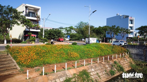 'Đầm lầy' giữa phố Pleiku biến hình thành suối hoa rực rỡ- Ảnh 5. Một vạt bờ kè tràn ngập hoa sau khi cải tạo - Ảnh: TẤN LỰC