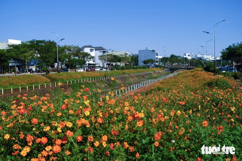 'Đầm lầy' giữa phố Pleiku biến hình thành suối hoa rực rỡ- Ảnh 6. Suối hoa đúng nghĩa đang nở rực hai bên bờ kè suối Hội Phú - Ảnh: TẤN LỰC