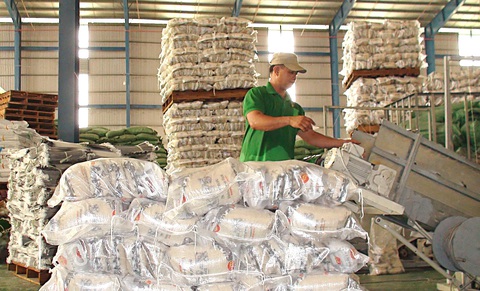 Đóng gói gạo xuất khẩu tại Công ty TNHH xuất nhập khẩu Chơn Chính (Đồng Tháp) - Ảnh: ĐẶNG TUYẾT Đóng gói gạo xuất khẩu tại Công ty TNHH xuất nhập khẩu Chơn Chính (Đồng Tháp) - Ảnh: ĐẶNG TUYẾT