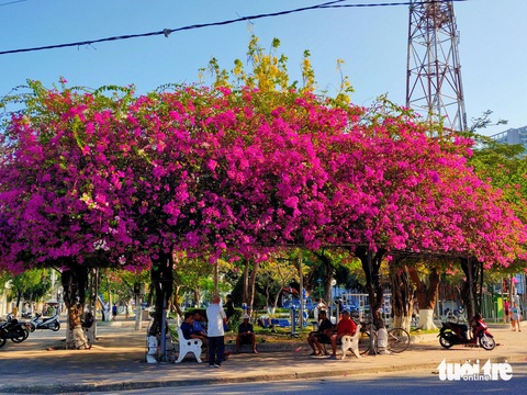 Mê mẩn với hoa giấy, hoa xoài tại Khánh Hòa- Ảnh 3. Những tán hoa giấy che bóng mát tại công viên Yến Phi - Ảnh: TRẦN HOÀI