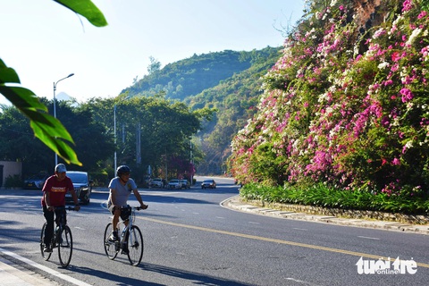 Mê mẩn với hoa giấy, hoa xoài tại Khánh Hòa- Ảnh 4. Nhiều người đạp xe ngẩn ngơ trước những giàn hoa giấy đan kín chân đèo - Ảnh: TRẦN HOÀI