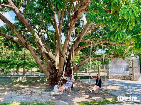 Mê mẩn với hoa giấy, hoa xoài tại Khánh Hòa- Ảnh 6. Du khách chơi xích đu dưới tán xoài - Ảnh: MINH CHIẾN