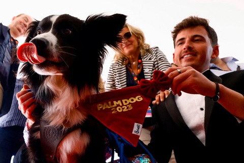 Chú chó Messi bị cấm dự Oscar 2024- Ảnh 6. Chú chó Messi nhận giải Palm Dog 2023 - Ảnh: REUTERS