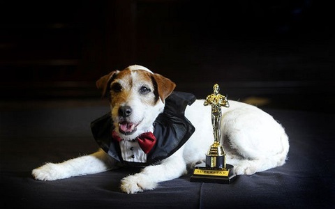 Chú chó Messi bị cấm dự Oscar 2024- Ảnh 5. Chú chó Uggie bên giải Oscar của phim The Artist - Ảnh: The Telegragh